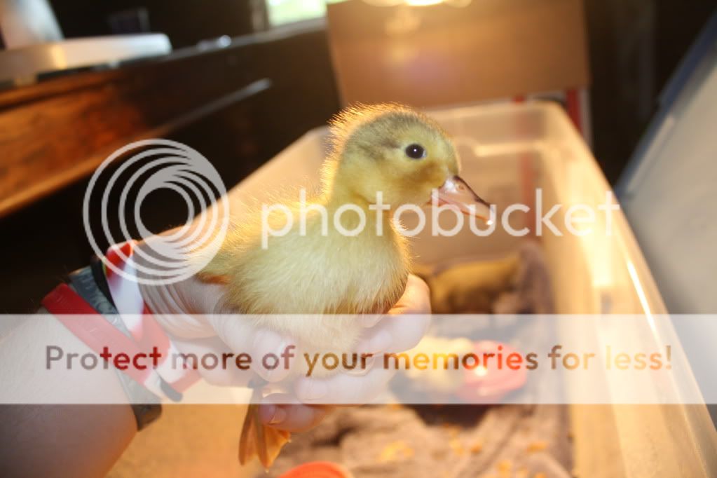 newducklings012.jpg