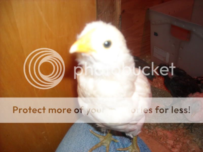CoopandChicks004.jpg