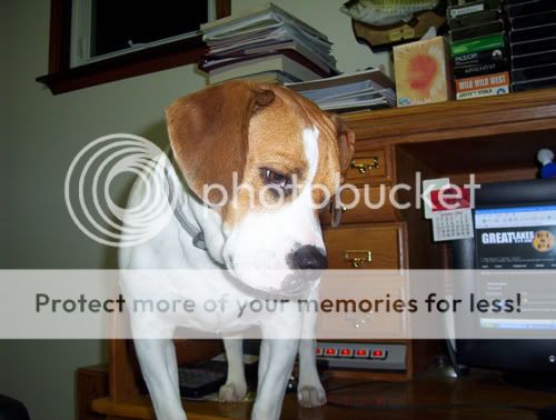 porkchop-on-the-desk-2.jpg