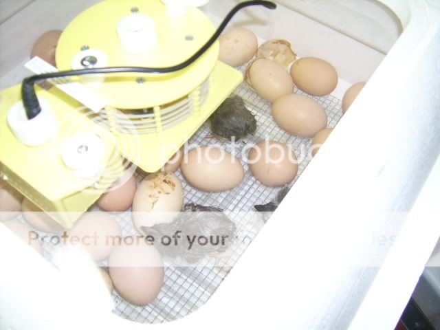 whiteorps024.jpg