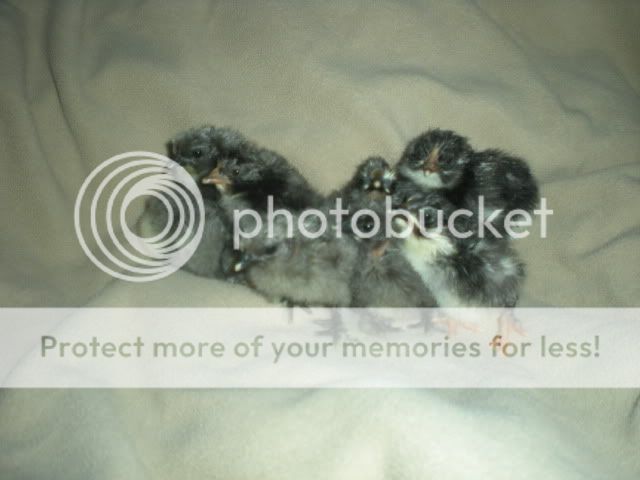 DSCN1431.jpg