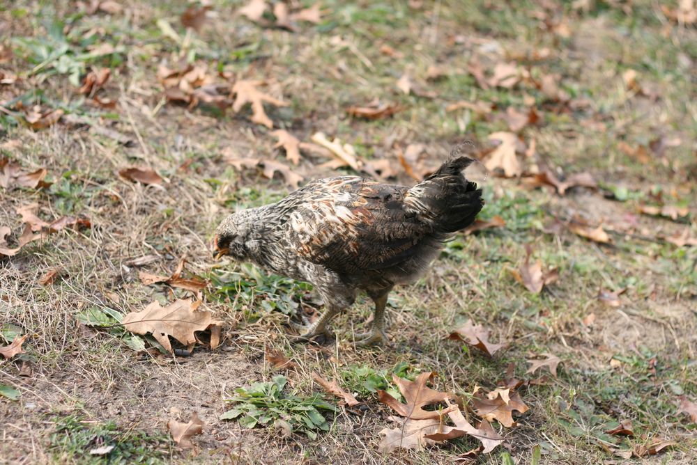 chicken-a-1.jpg