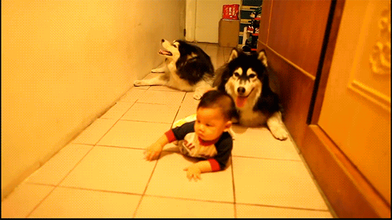 dogcrawl570.gif