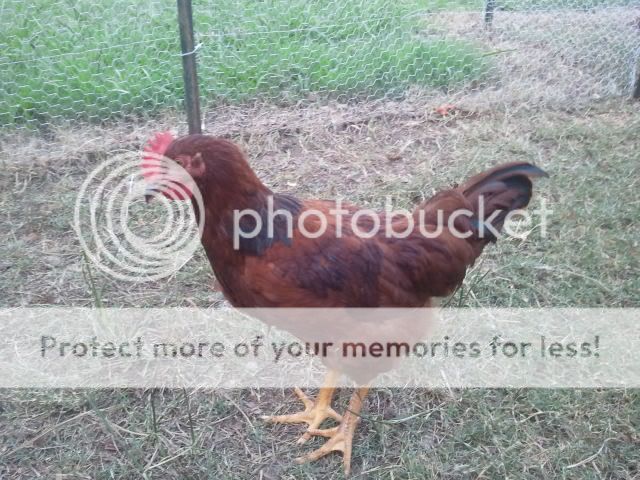 2011-07-15193148.jpg