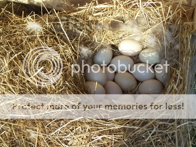 100_6742.jpg
