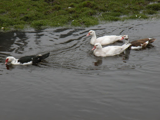 DSCN5452.JPG