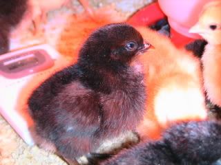TheNewChicks092.jpg