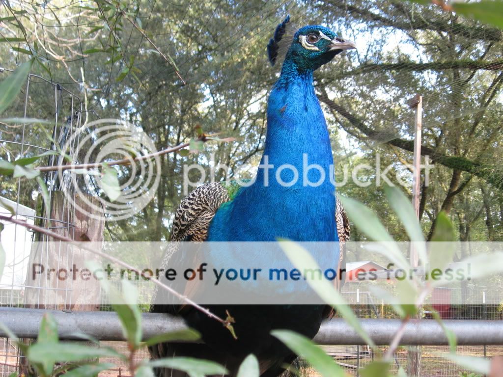 IMG_0587.jpg