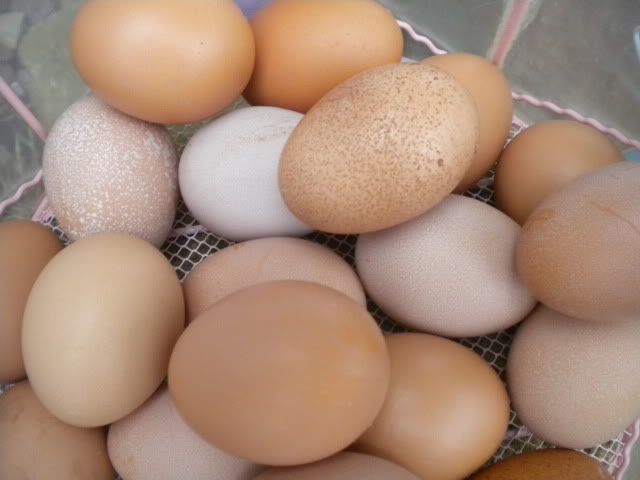 DSCN3858.jpg