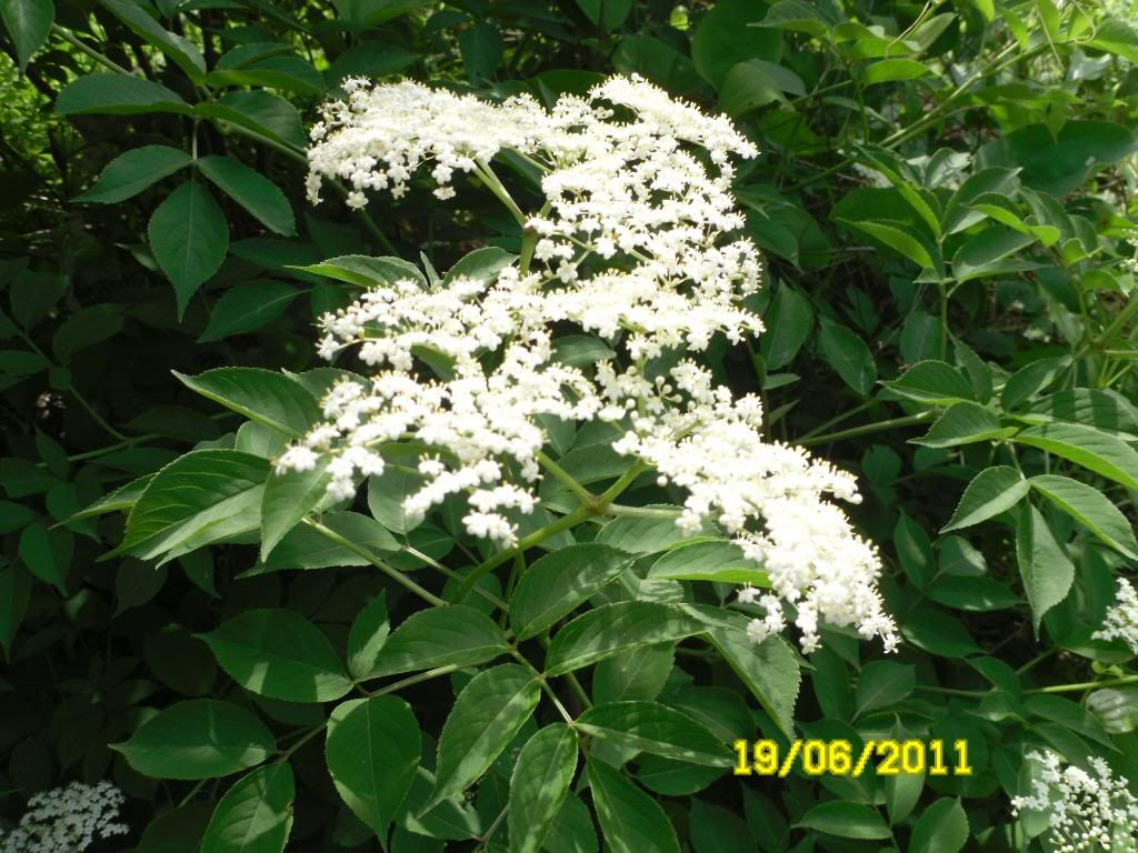 elderberry007.jpg
