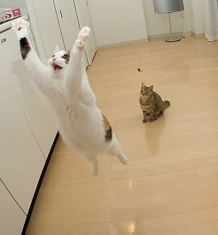 Cats-1.jpg