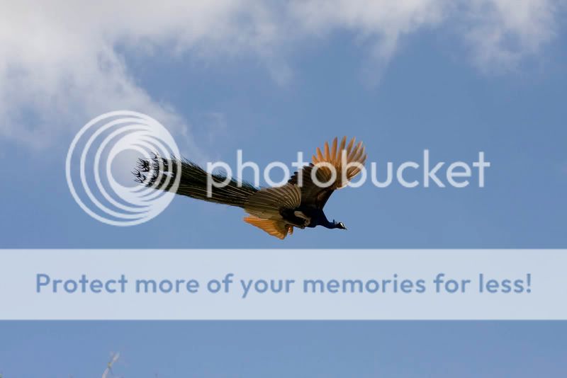 cristatuswildflightdisplay.jpg