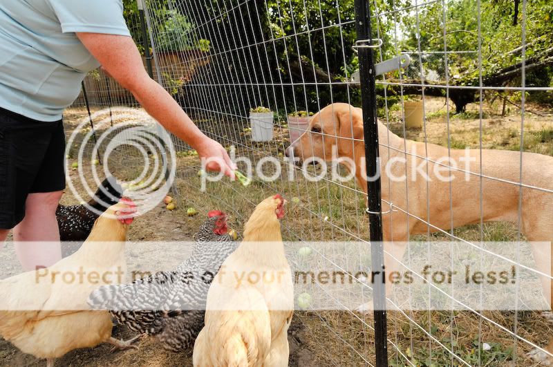 0808chickens007.jpg