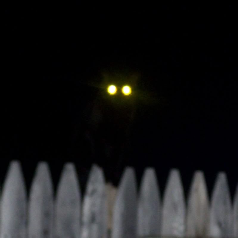 cateyes2.jpg