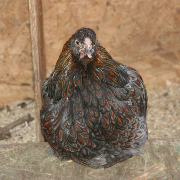BLRW_blue_pullet.jpg