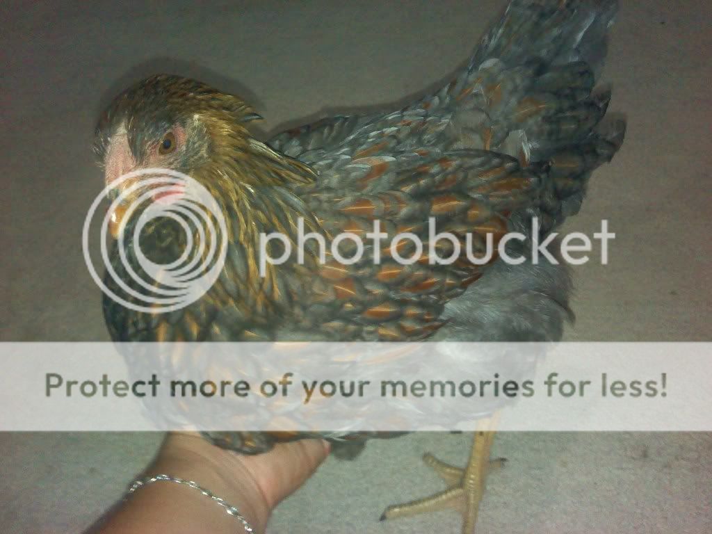 bluelacedredwyandotte2.jpg