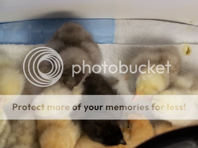 chicks021.jpg