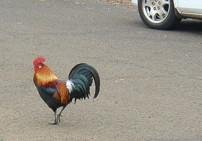 chicken66.jpg
