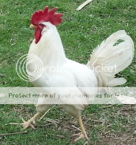 whiteroo.jpg