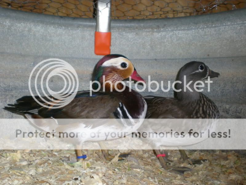 DSCN3682.jpg