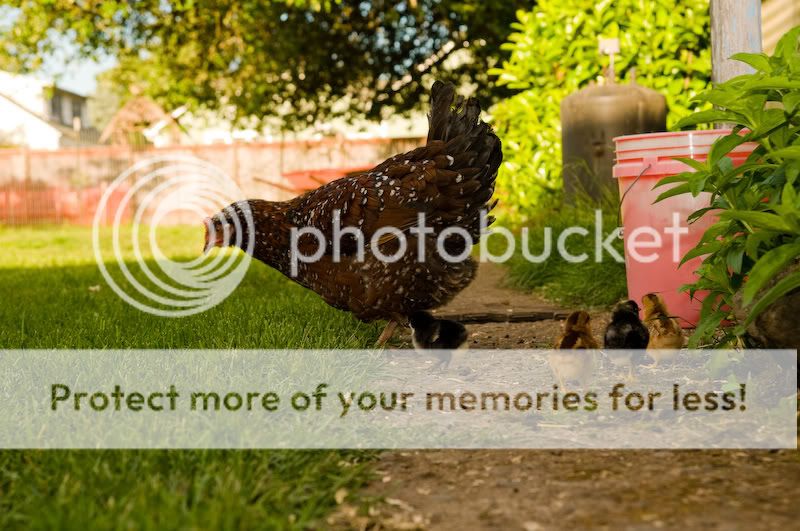 0806babychicks004.jpg