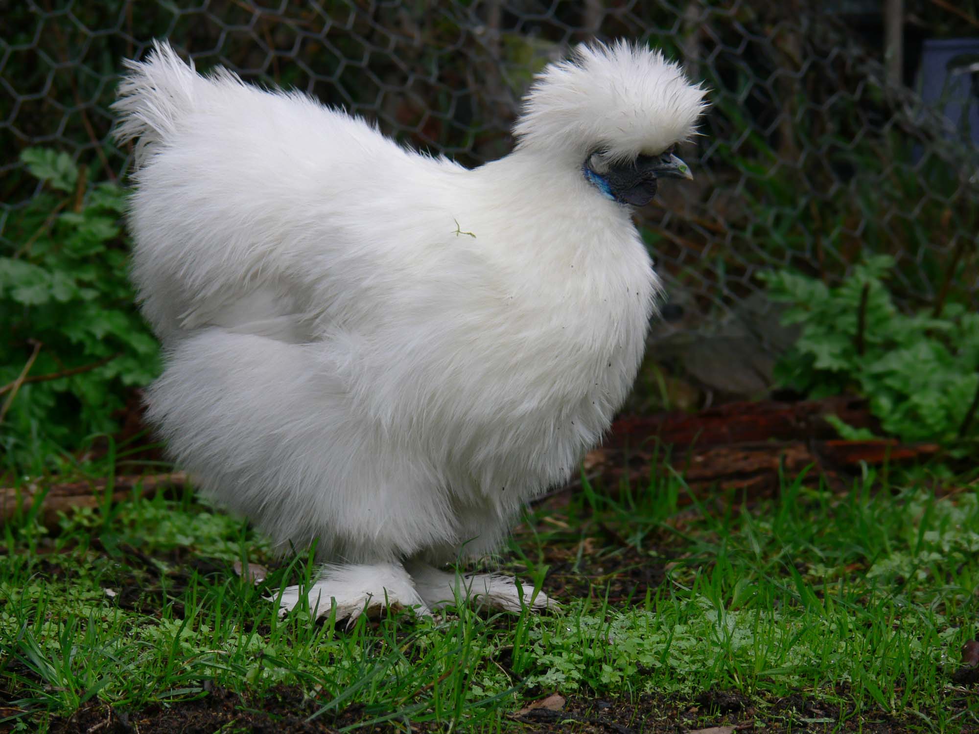 Silky_bantam.jpg