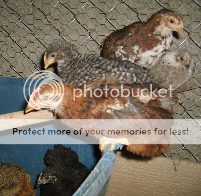 roosters004-1.jpg