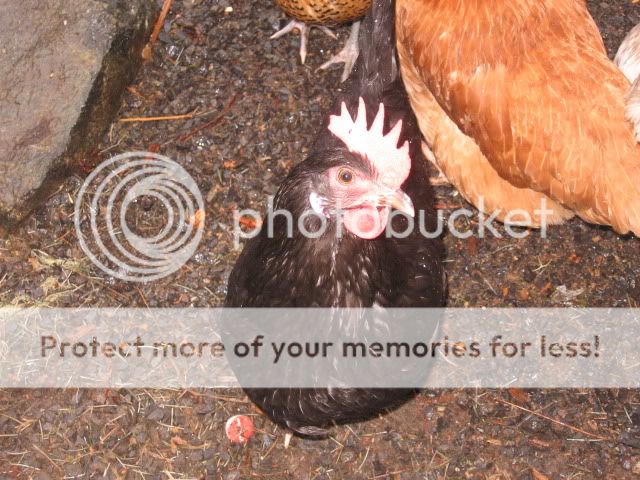 Chickens002.jpg