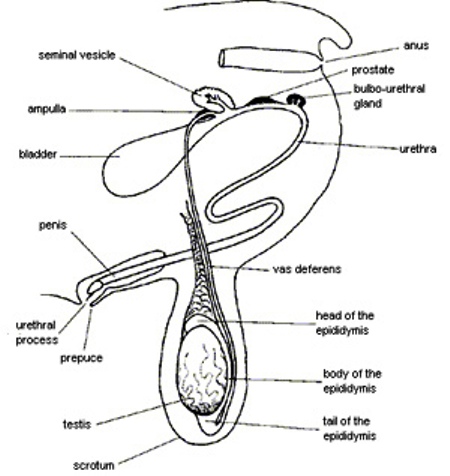 goat-reproductive-tract.jpg
