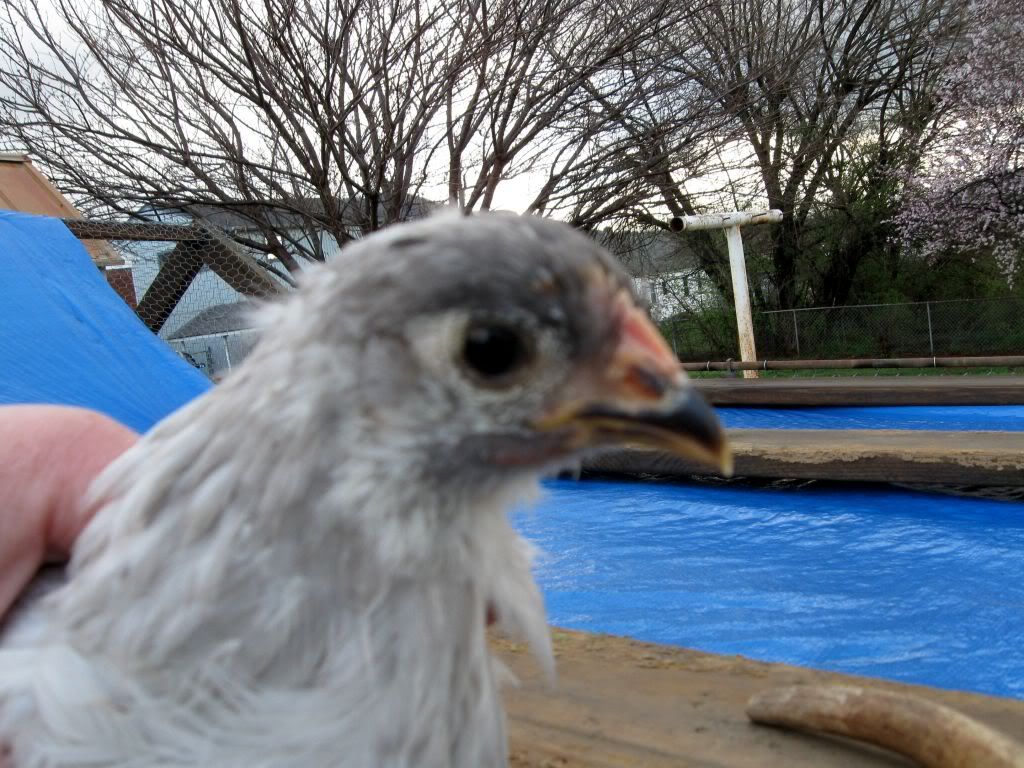 chickens010.jpg