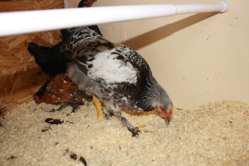 Chickens2043.jpg