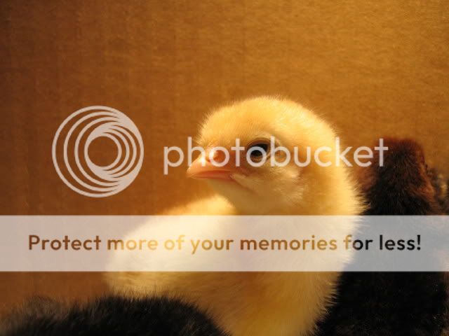Chicks1stDay3-20-09022.jpg