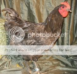 20-cockerel.jpg