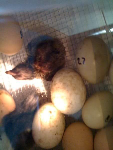 Hatchedchick.jpg