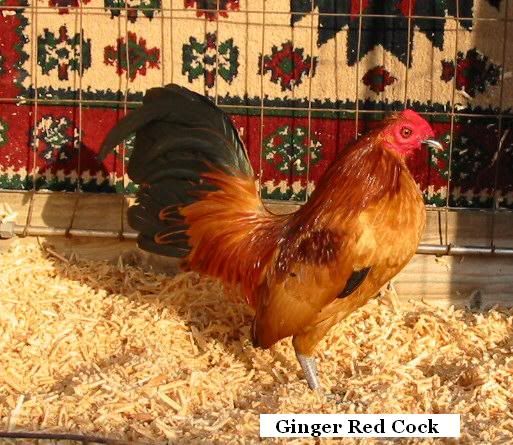 gingerred.jpg