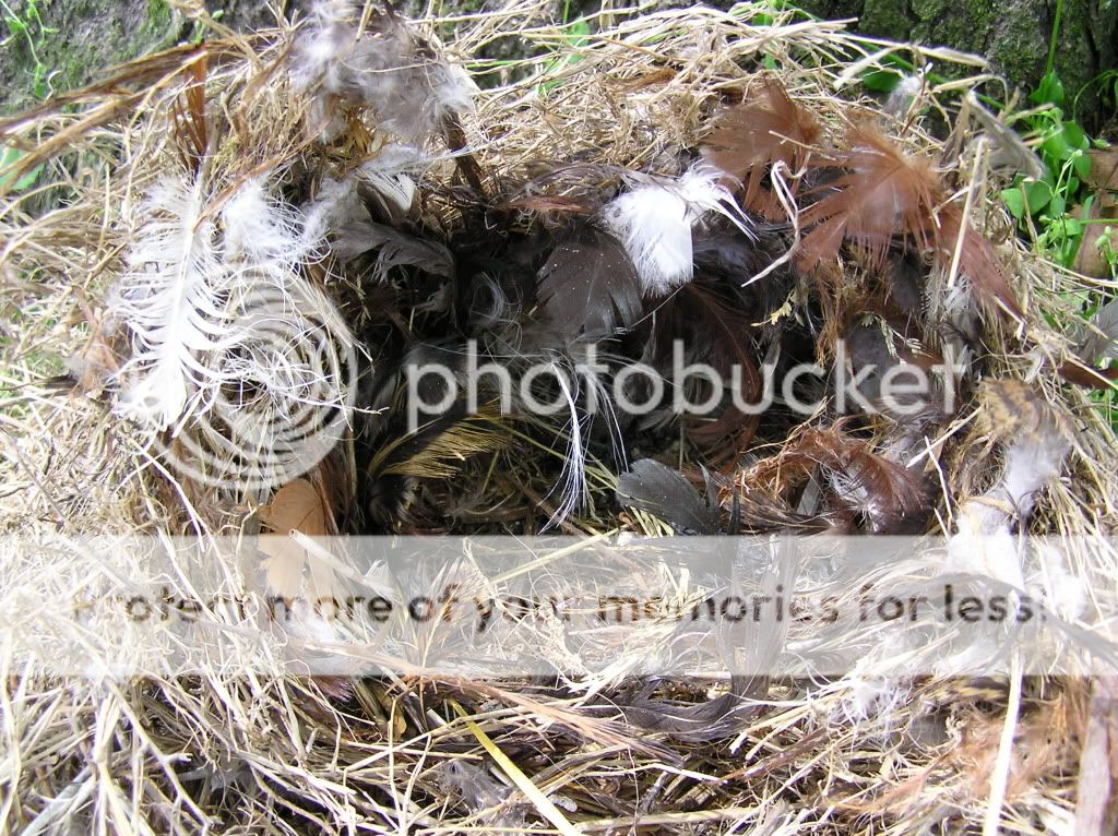 birdnest2.jpg