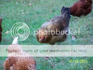 ChickenCoop2011003-2.jpg