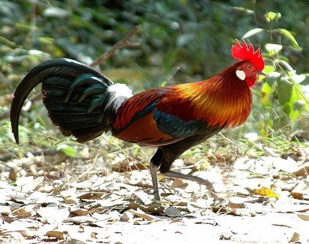 Vietnamjunglefowl_r_nhb.jpg