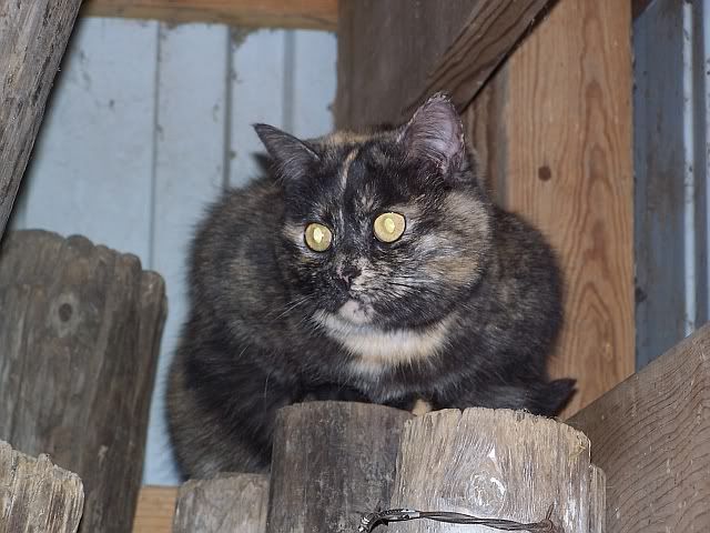 molly.jpg