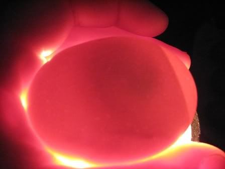 Questionableegg42608.jpg