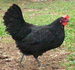 Black_shumen_female.jpg