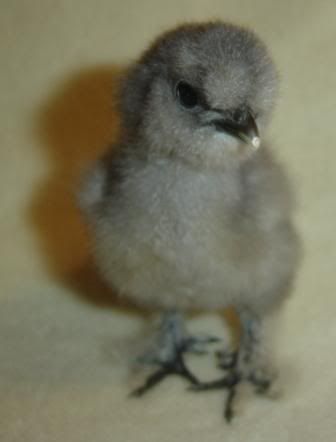 chick5.jpg