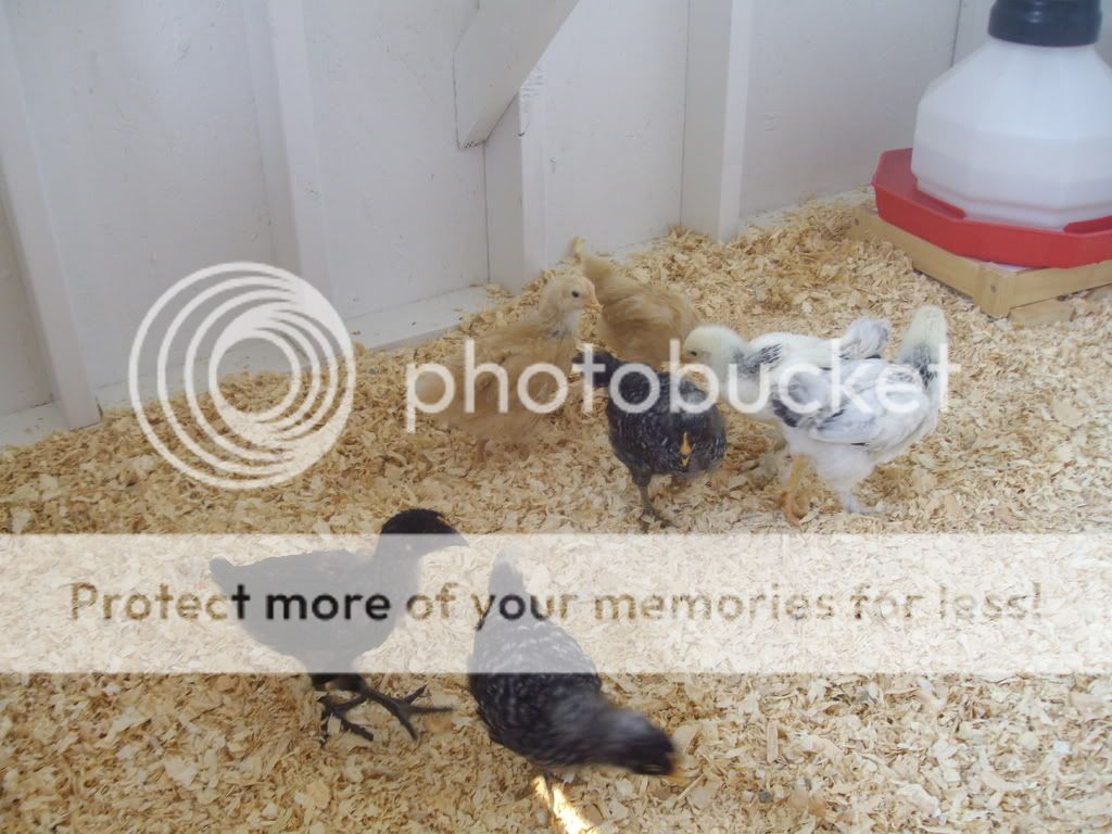 chickencoop030.jpg