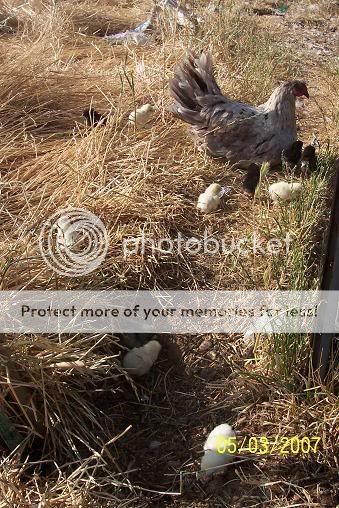 chicks2.jpg