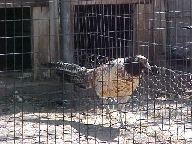 PheasantChickencross3.jpg