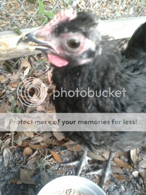 chicky3.jpg