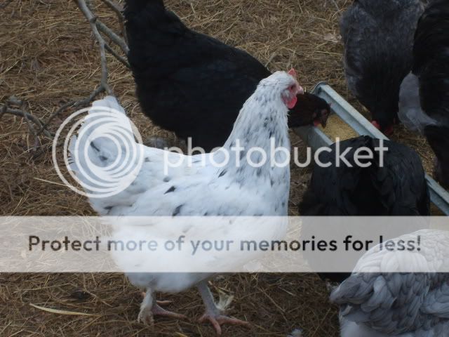 flock2-18-10134.jpg