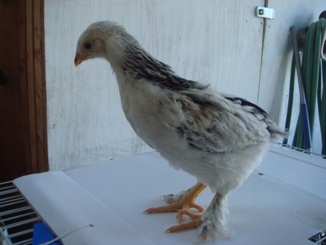 morechickies4-16-0812.jpg