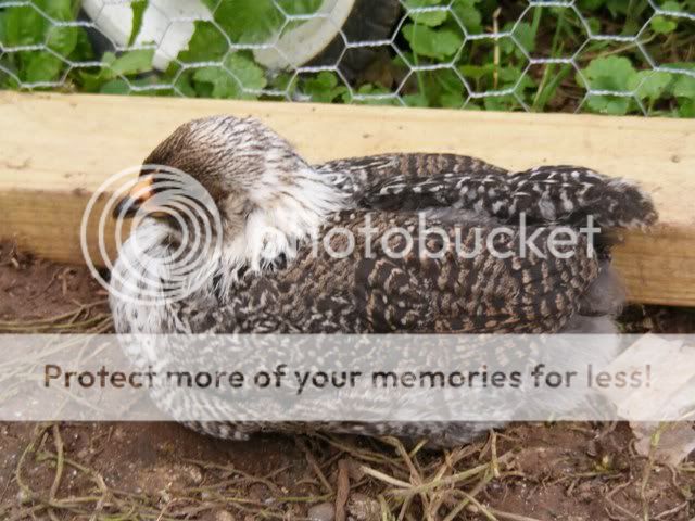 NewfuzzysandBantys040.jpg