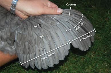 wing_clipping_diagram_600-388x258.jpg